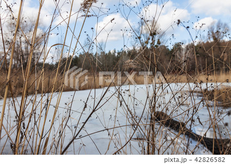 Through a dry yellow grass, a snow-covered lake Through a dry yellow grass, a snow-covered lake 42826582