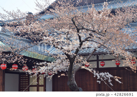 歌舞練場の桜 歌舞練場の桜 42826691