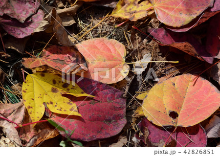 ベニマンサクの落ち葉 42826851