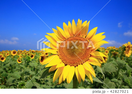 ひまわりの花 42827021