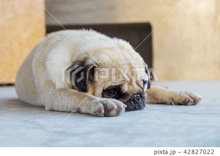Cute Pug sleep on the floor. 42827022