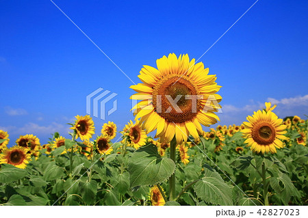 ひまわりの花 42827023
