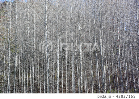 秋晴れの落葉樹林 秋晴れの落葉樹林 42827165