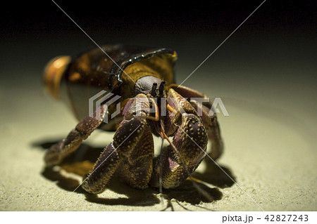 Big Hermit crab Paguroidea or Soldier-crab found new home in the broken glass bottle. Ecology issues 42827243