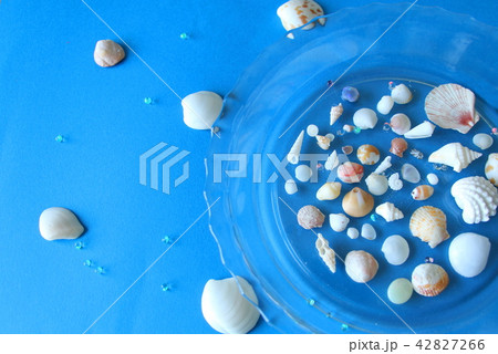 夏の思い出ー海辺で貝殻集め 42827266