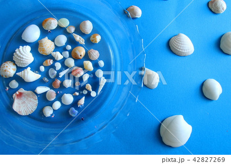夏の思い出ー海辺で貝殻集め 42827269