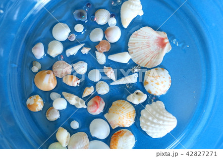 夏の思い出ー海辺で貝殻集め 42827271