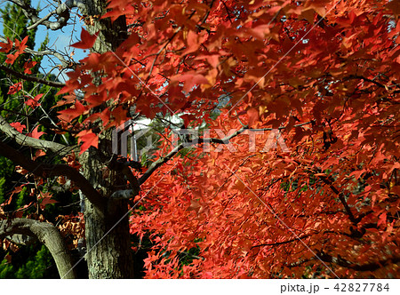 オレンジの落ち葉の散歩道 42827784