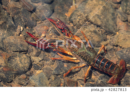水中のアメリカザリガニ 水中のアメリカザリガニ 42827813