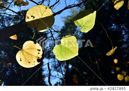 ベニマンサクの黄葉 ベニマンサクの黄葉 42827895