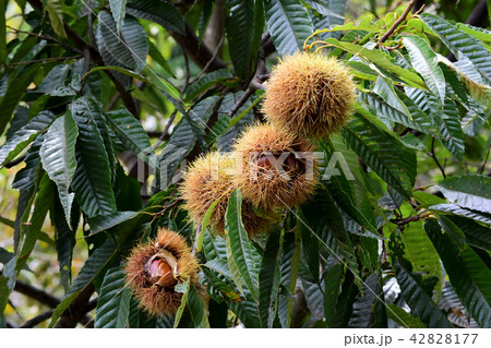 割じけたイガグリ 42828177