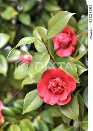 椿 42828662