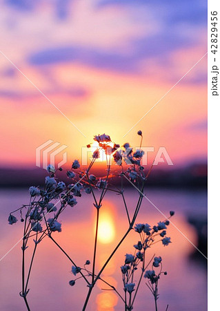 夕日の花の写真素材 [42829456] - PIXTA