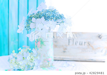 White and Blue Hydrangea 紫陽花 あじさい indoor studio 2 White and Blue Hydrangea 紫陽花 あじさい indoor studio 2 42829481
