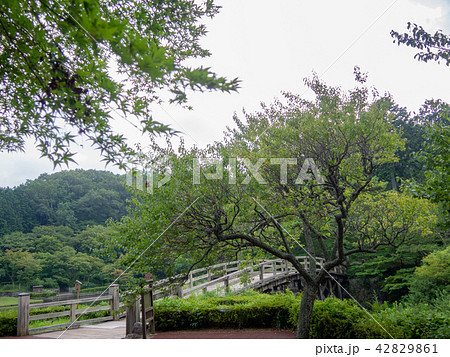 【伊豆】日本庭園の木橋【修善寺虹の郷】 42829861