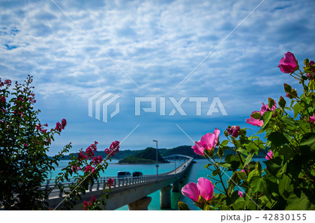 芙蓉と百日紅と角島大橋 芙蓉と百日紅と角島大橋 42830155