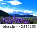 ラベンダー畑 42830163