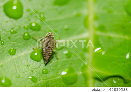 Aphid on the leaf 42830588