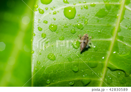 Aphid on the leaf 42830589