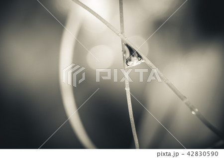 Leaf and water drops 42830590