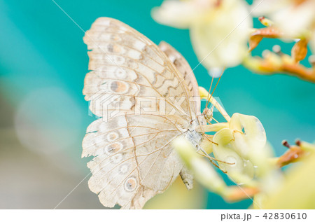 Little butterfly in the nature 42830610