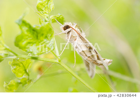 Moth in the nature 42830644