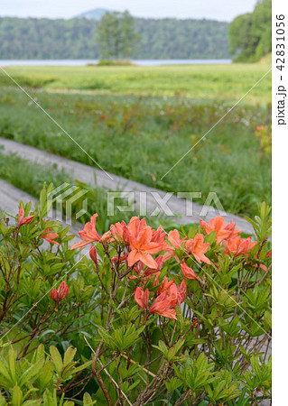 レンゲツツジの咲く大江湿原 レンゲツツジの咲く大江湿原 42831056