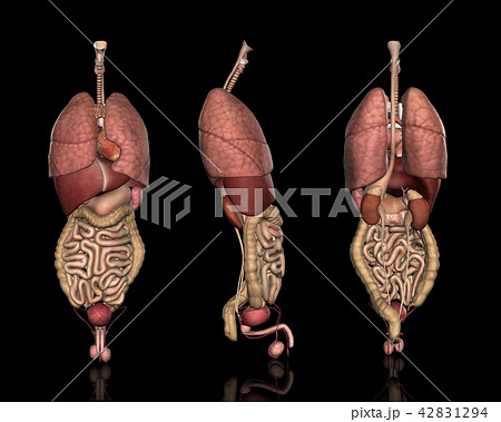内臓システム方位別一覧 男性 のイラスト素材