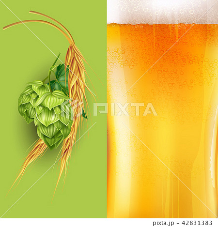 Hops, malt and beer illustration 42831383