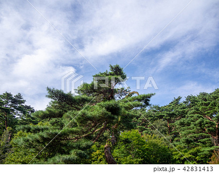 【伊豆】日本庭園の赤松【修善寺虹の郷】 42831413