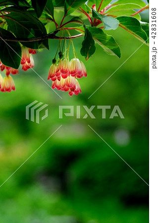 サラサドウダン サラサドウダン 42831608