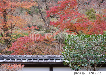 正暦寺福寿院客殿からの紅葉風景 正暦寺福寿院客殿からの紅葉風景 42833549