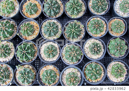 mini cactus plant in black pot 42833962