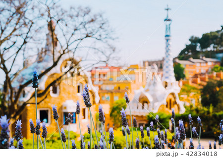 Colorful mosaic building in Park Guell. Violet lavender flower in foreground. Evening warm Sun light Colorful mosaic building in Park Guell. Violet lavender flower in foreground. Evening warm Sun light 42834018