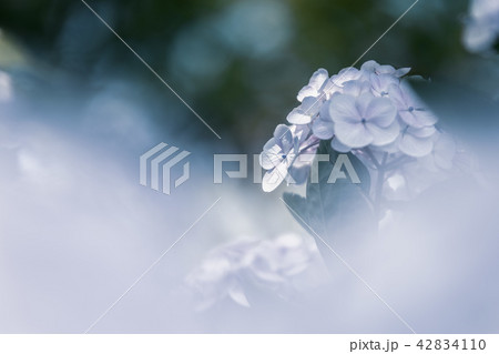 紫陽花 紫陽花 42834110