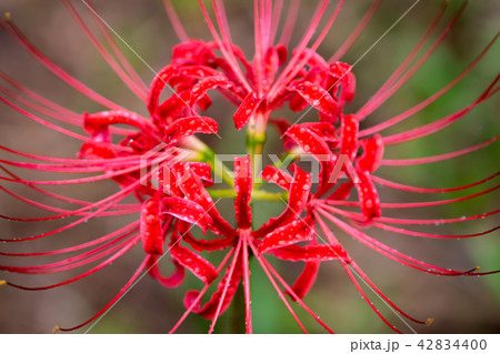 彼岸花 曼珠沙華 赤彼岸花 彼岸花 曼珠沙華 赤彼岸花 42834400