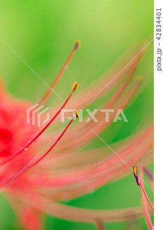 彼岸花 曼珠沙華 赤彼岸花 彼岸花 曼珠沙華 赤彼岸花 42834401