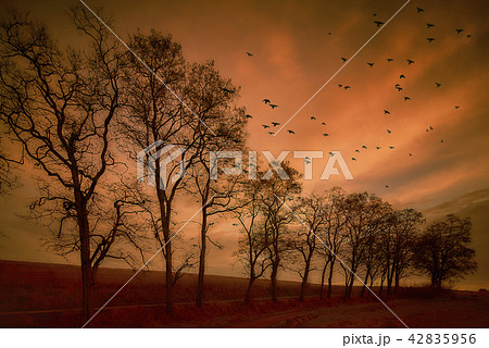 Flying birds. Autumn evening landscape. 42835956