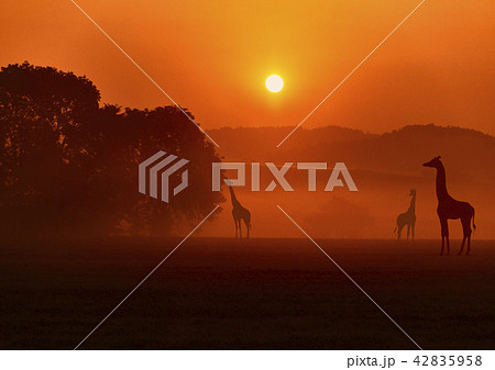 Evening African landscape with giraffes. 42835958