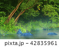 The small forest river in the early morning 42835961
