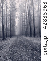 Mystical condition of a forest early morning 42835963