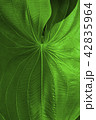 Green leaf of a tropical plant. 42835964