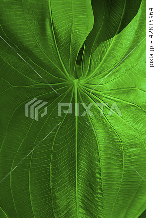 Green leaf of a tropical plant. 42835964