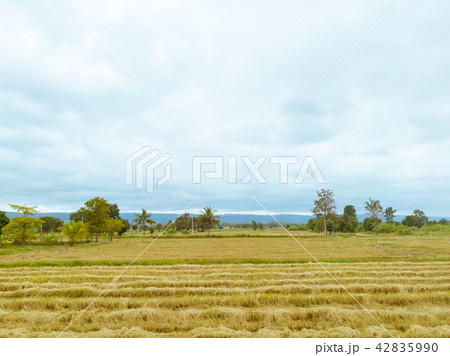 Rice paddy field after harvest season in Thailand 42835990