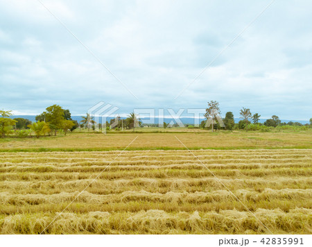 Rice paddy field after harvest season in Thailand 42835991