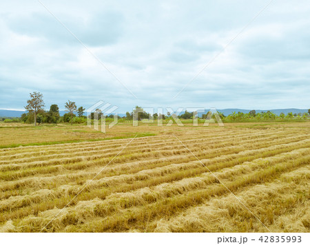 Rice paddy field after harvest season in Thailand 42835993