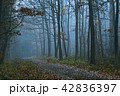 Mystical condition of a forest in morning 42836397