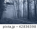 Forest in the early morning 42836398
