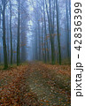Mystical condition of a forest in early morning 42836399