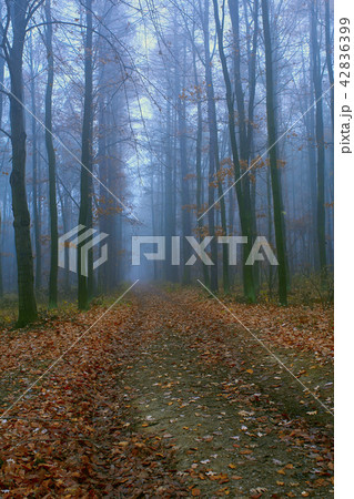 Mystical condition of a forest in early morning 42836399